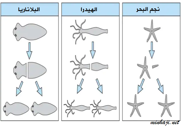 التكاثر في البلاناريا والهيدرا